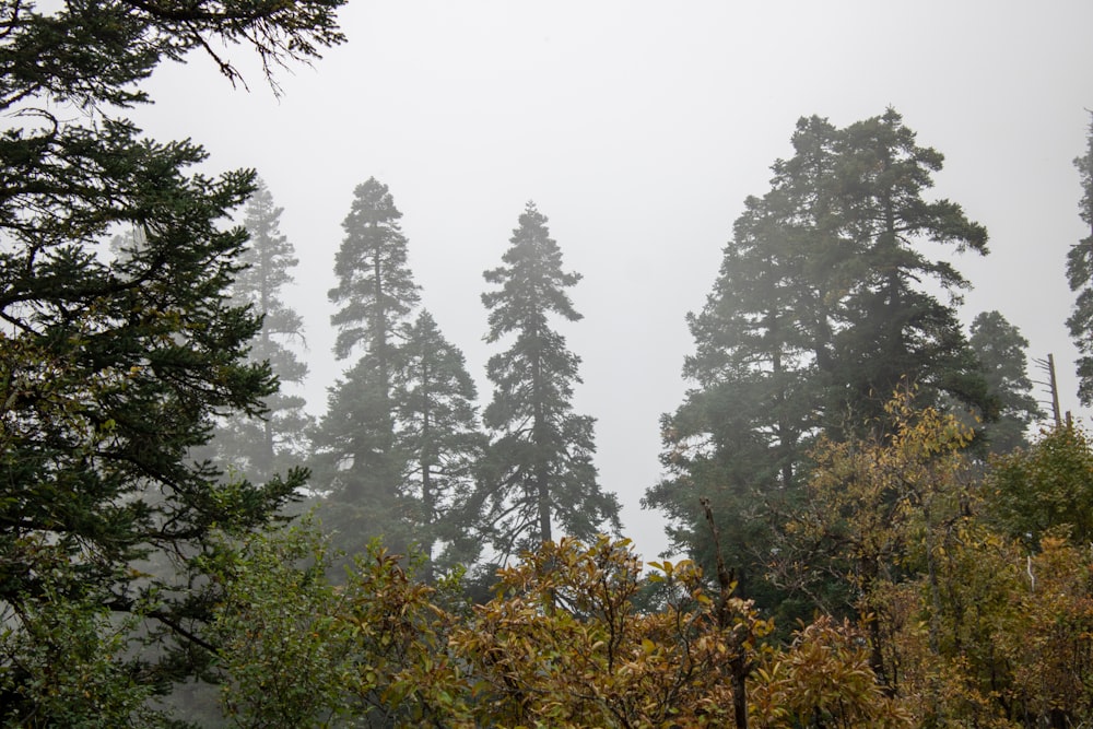 a forest filled with lots of tall trees