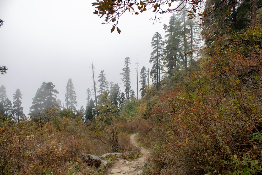 a trail in the middle of a forest on a foggy day