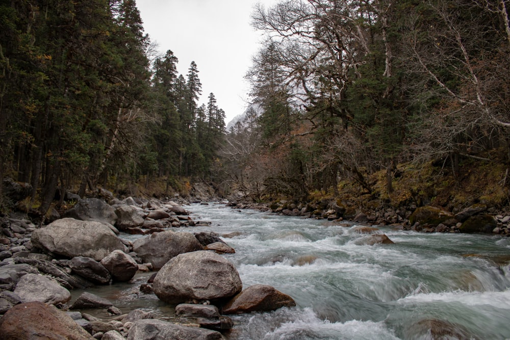 a river running through a forest filled with rocks