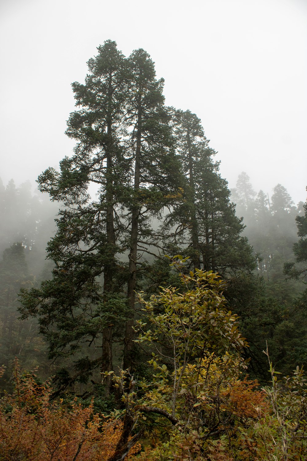 a foggy forest filled with lots of trees