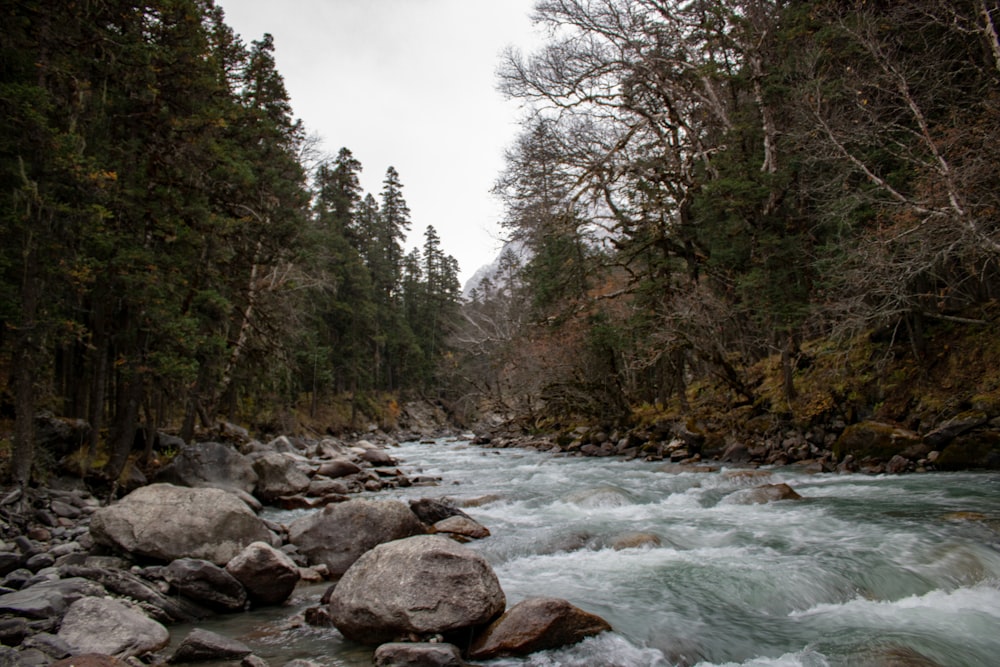 a river running through a forest filled with rocks