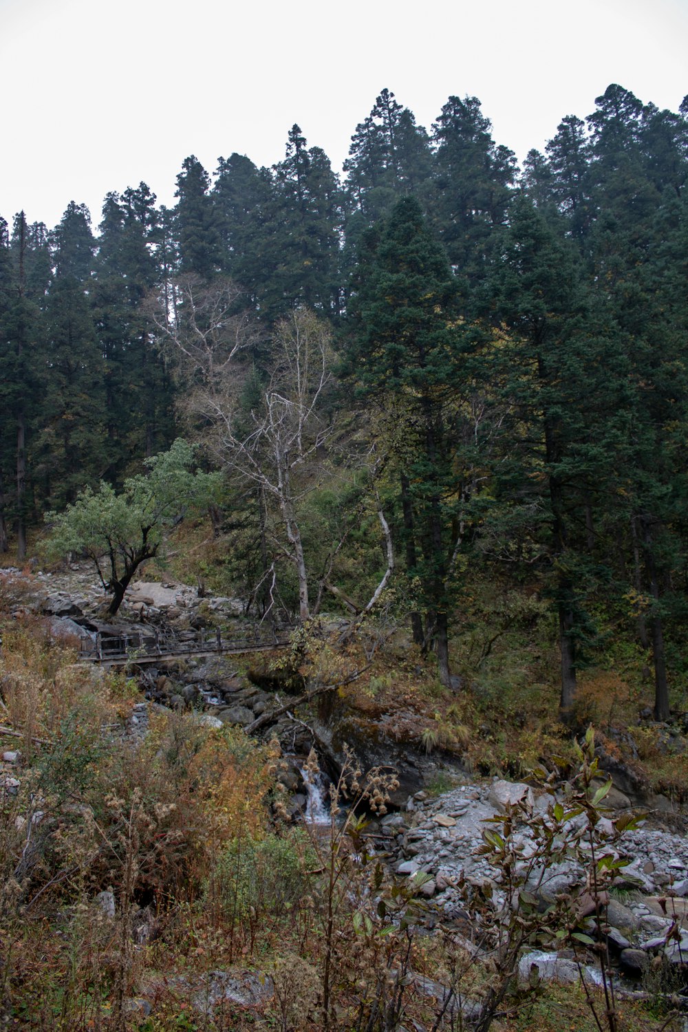 a stream running through a forest filled with lots of trees