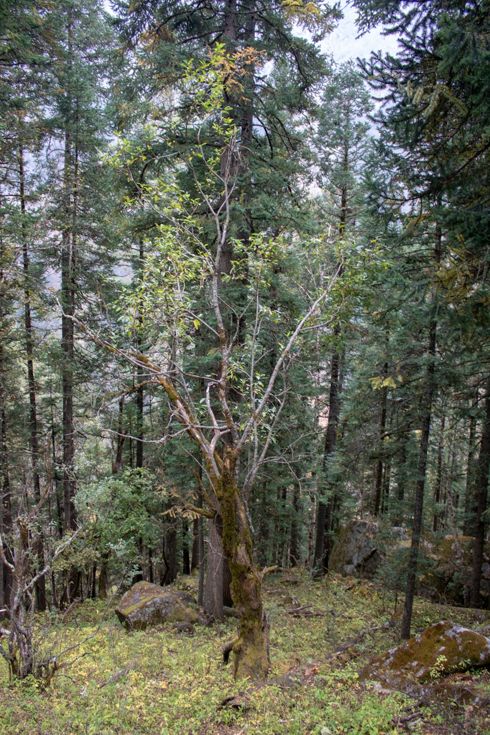 a very tall tree in the middle of a forest