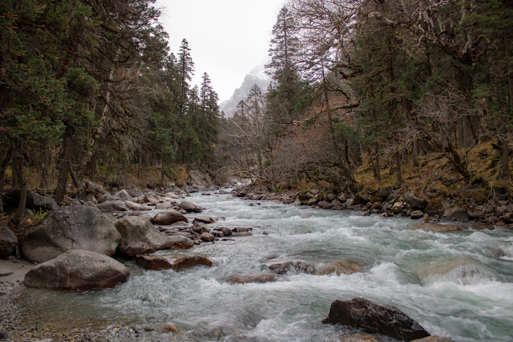 a river running through a forest filled with rocks