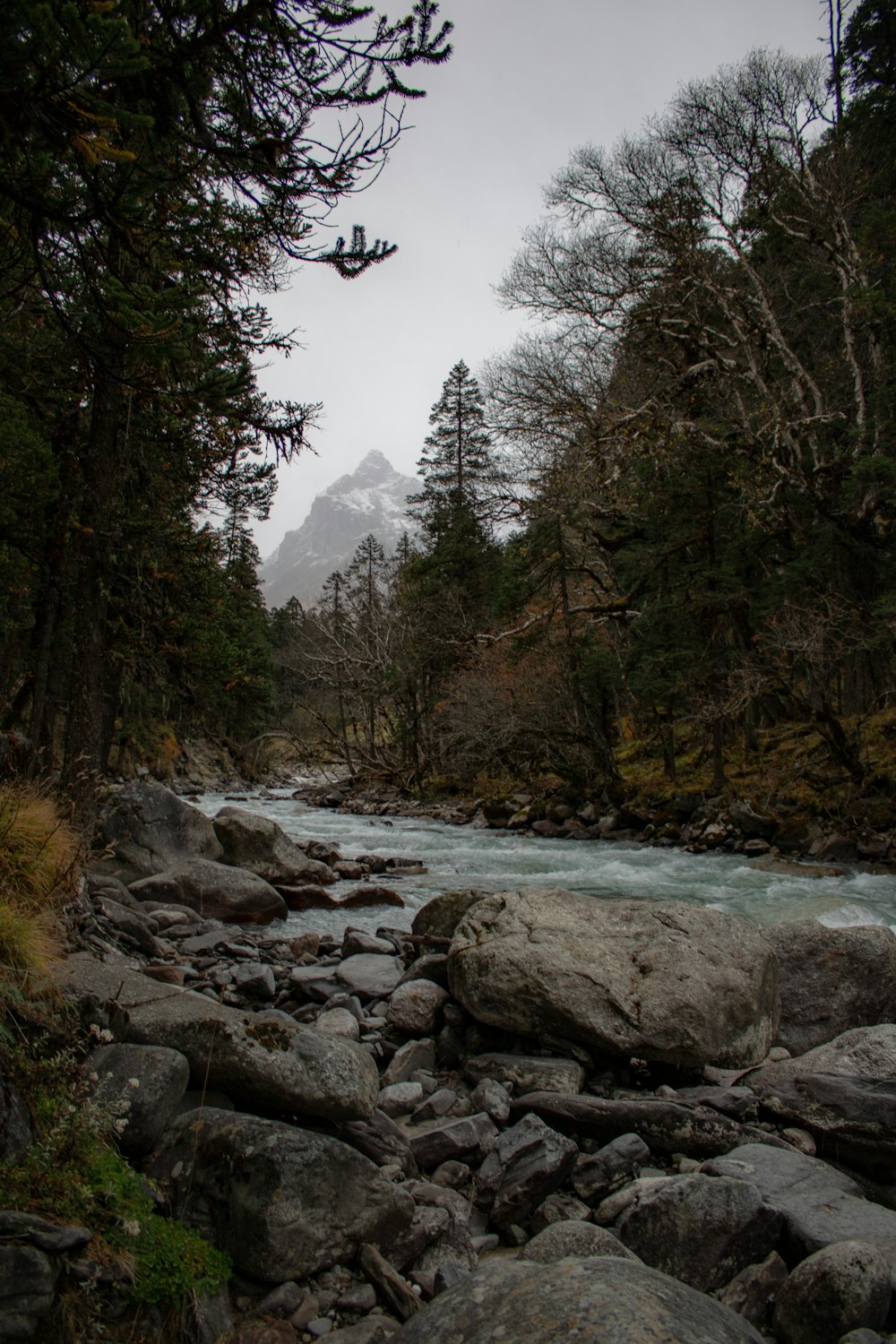 a river running through a forest filled with rocks