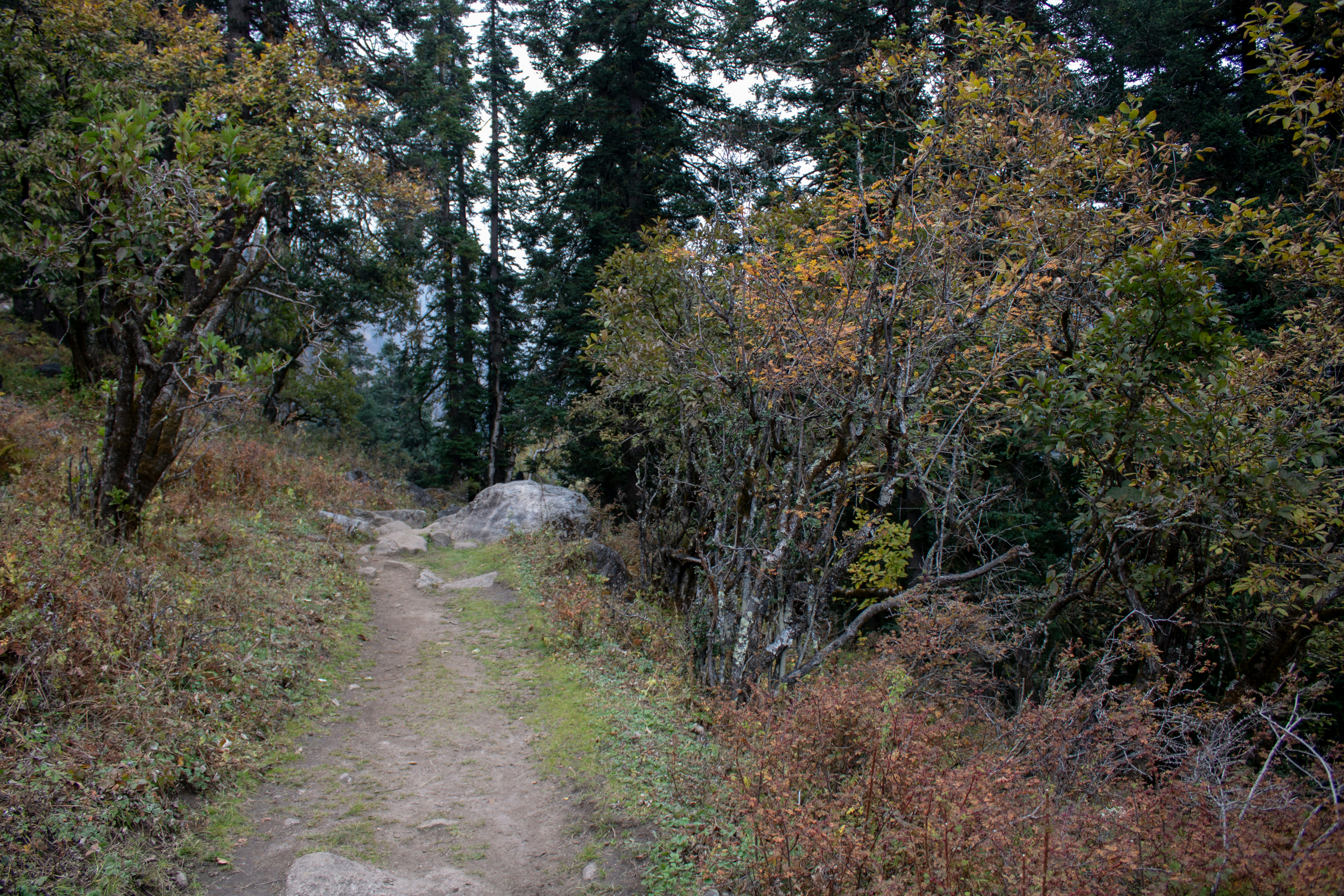 a trail in the woods with trees and rocks