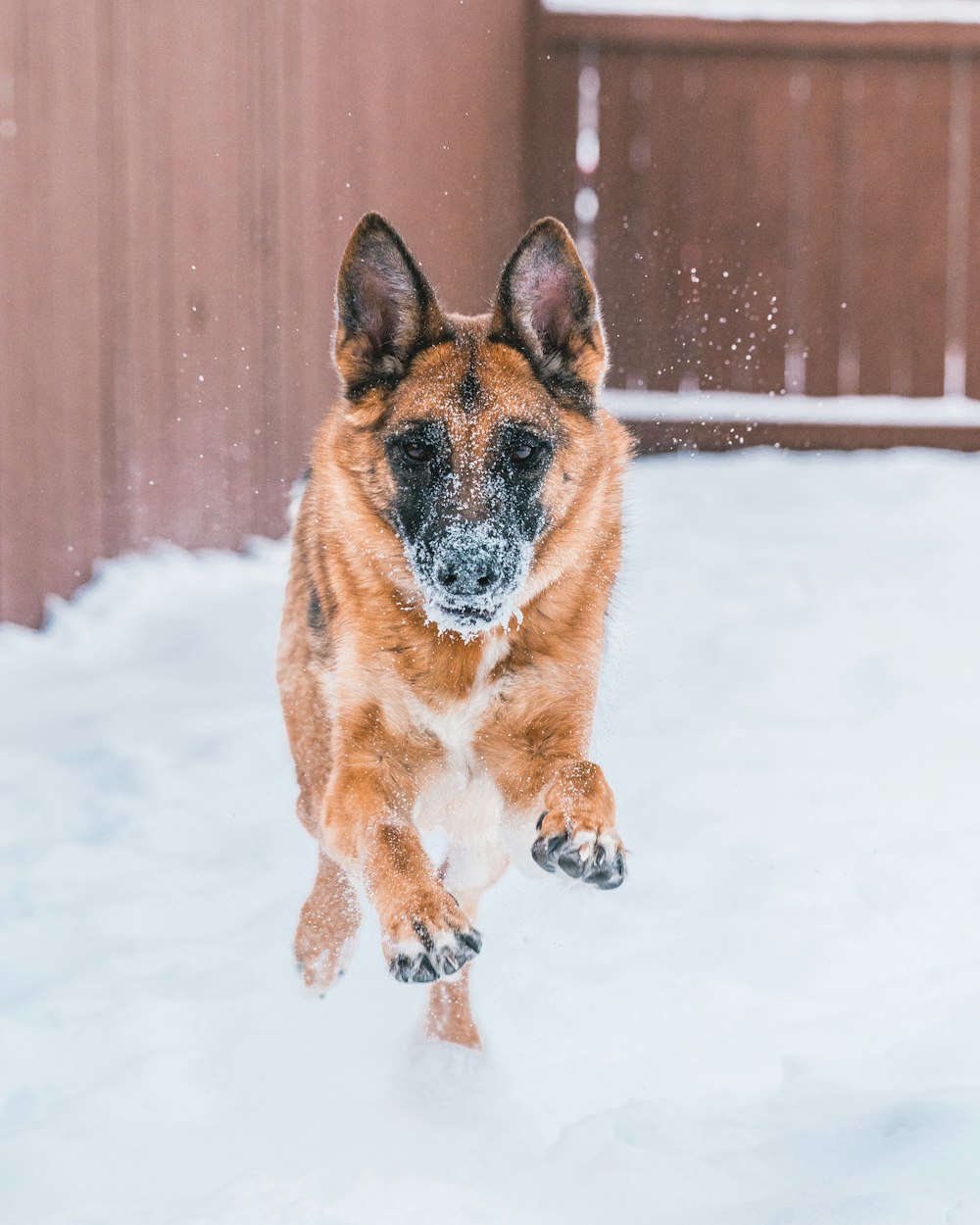 a dog is running in the snow outside