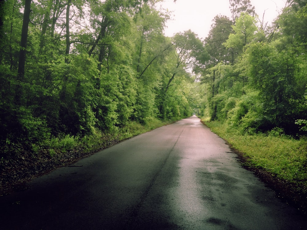 a road in the middle of a lush green forest