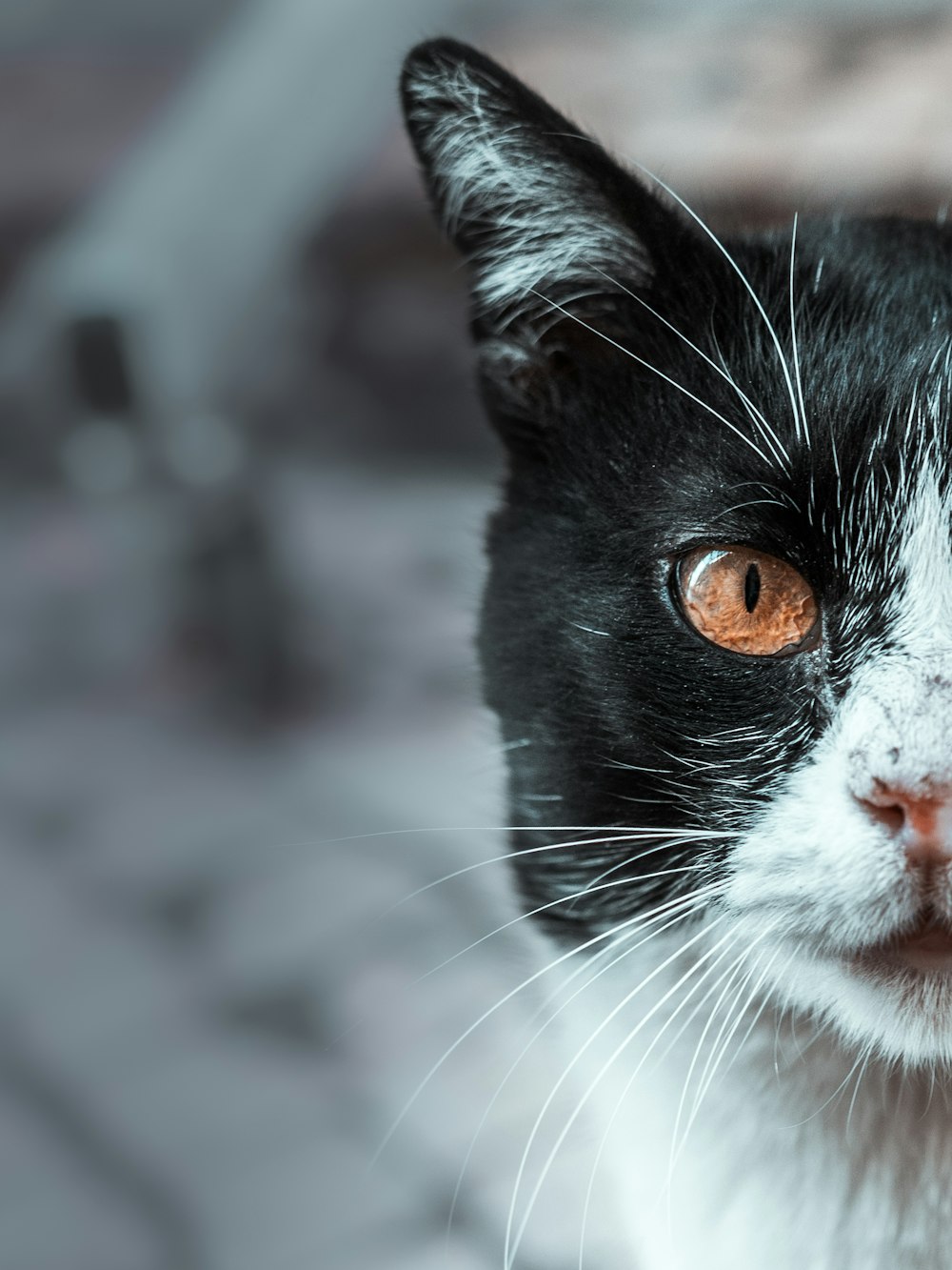 a close up of a black and white cat with orange eyes