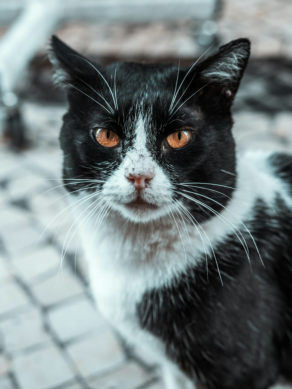 a black and white cat sitting on top of a brick floor
