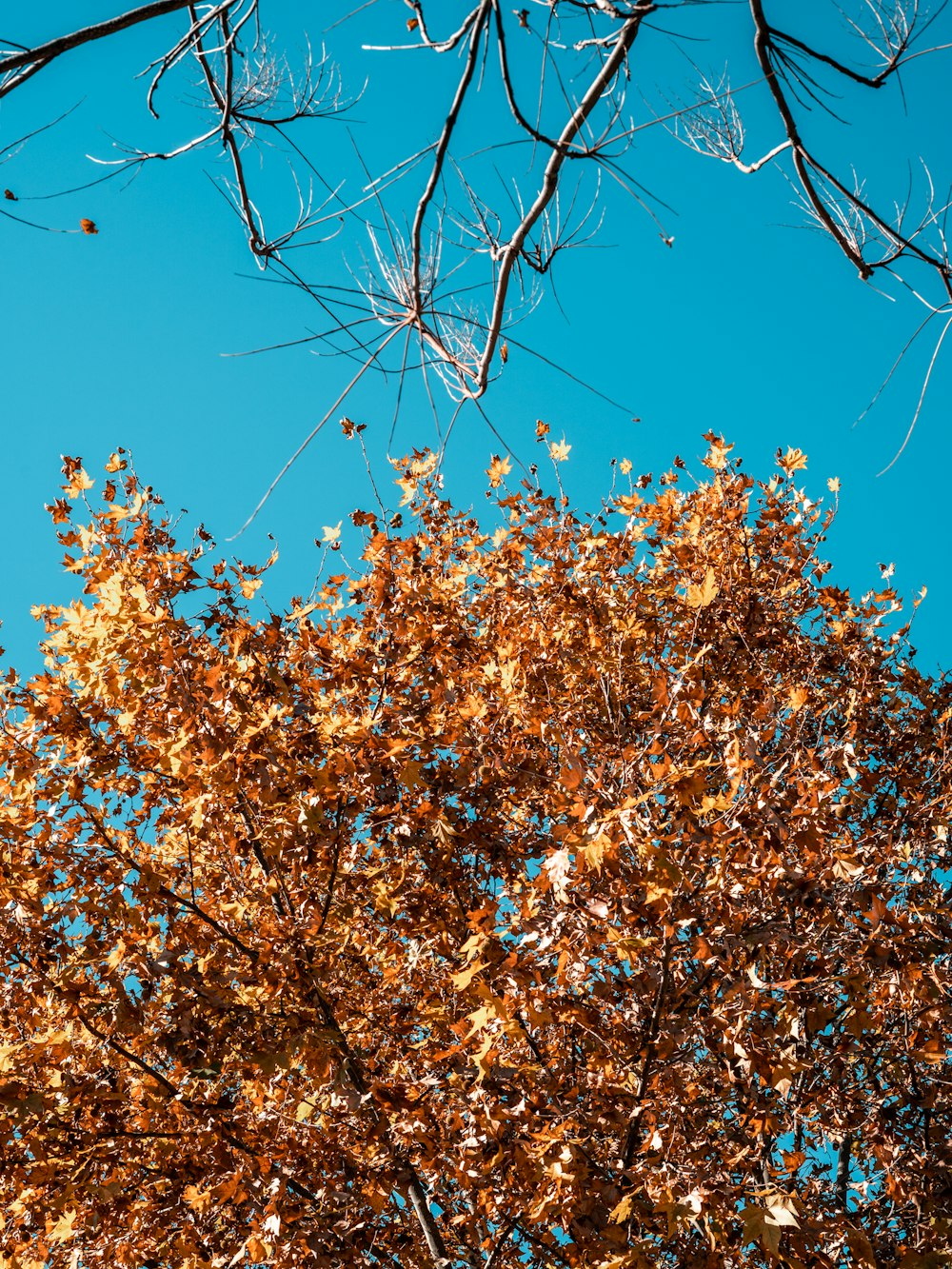 a tree with brown leaves and a blue sky in the background