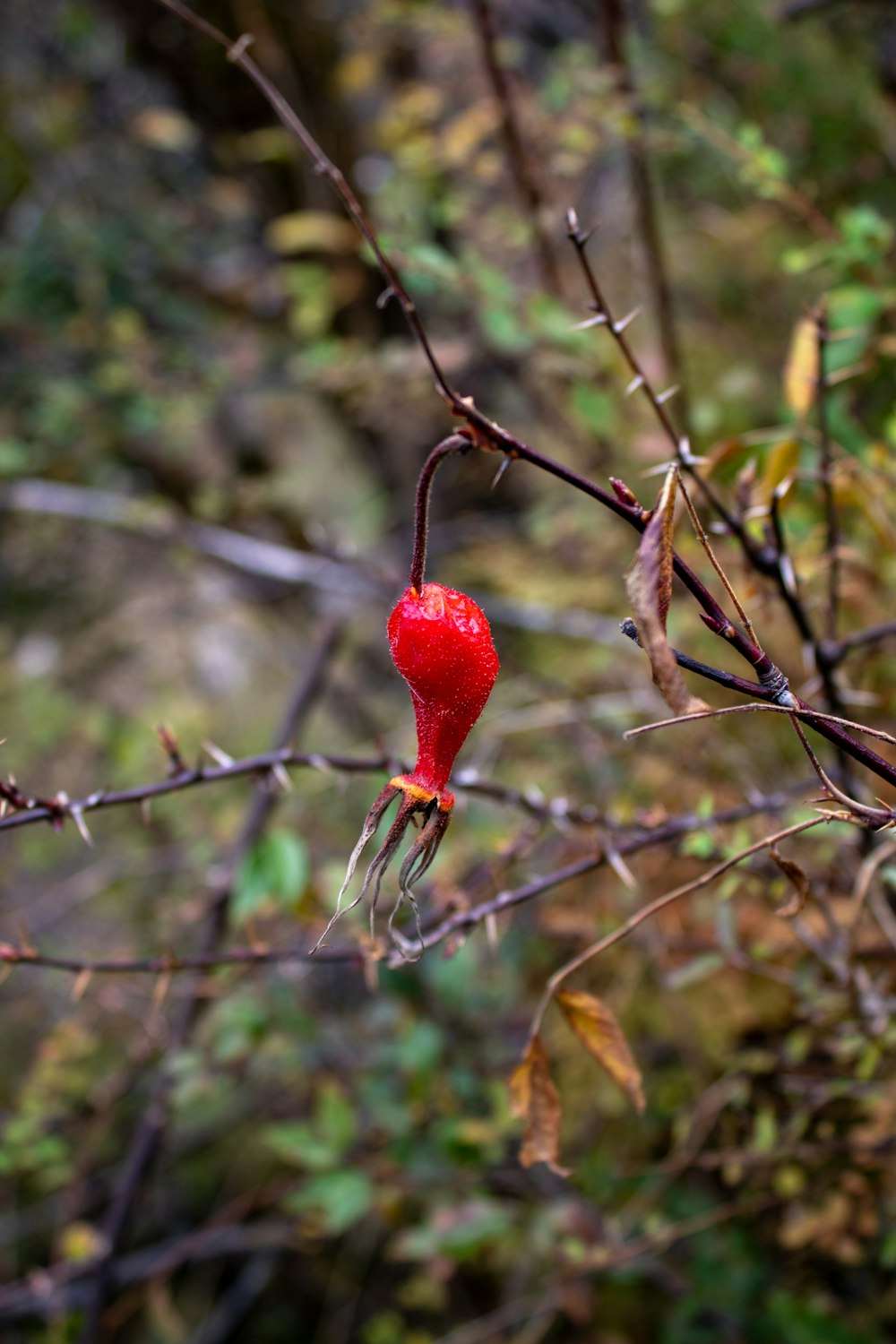 a small red flower on a tree branch