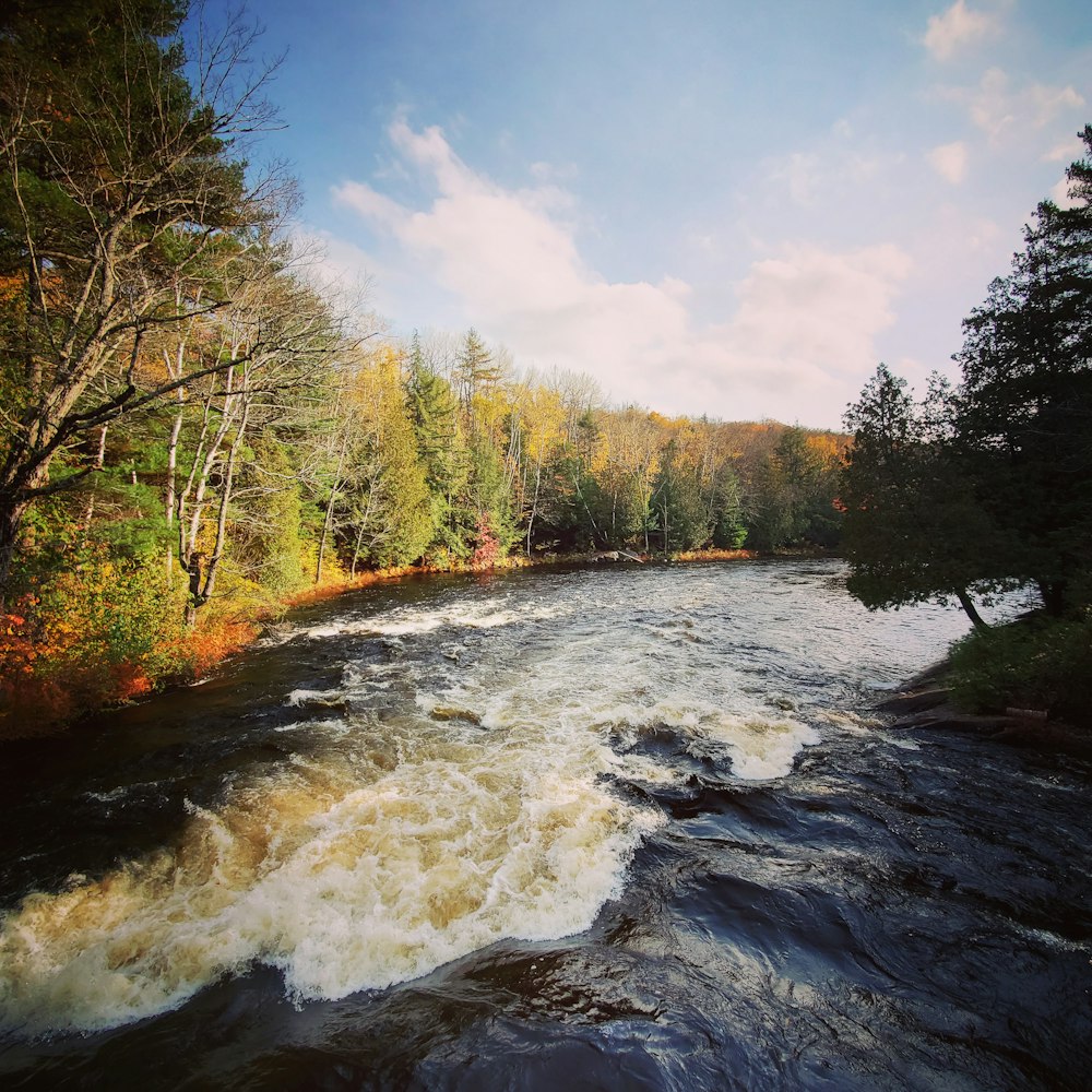 a river running through a forest filled with trees