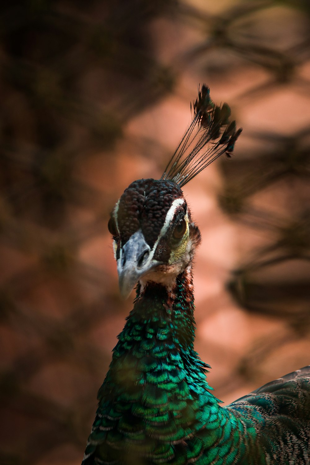 a close up of a peacock with a blurry background