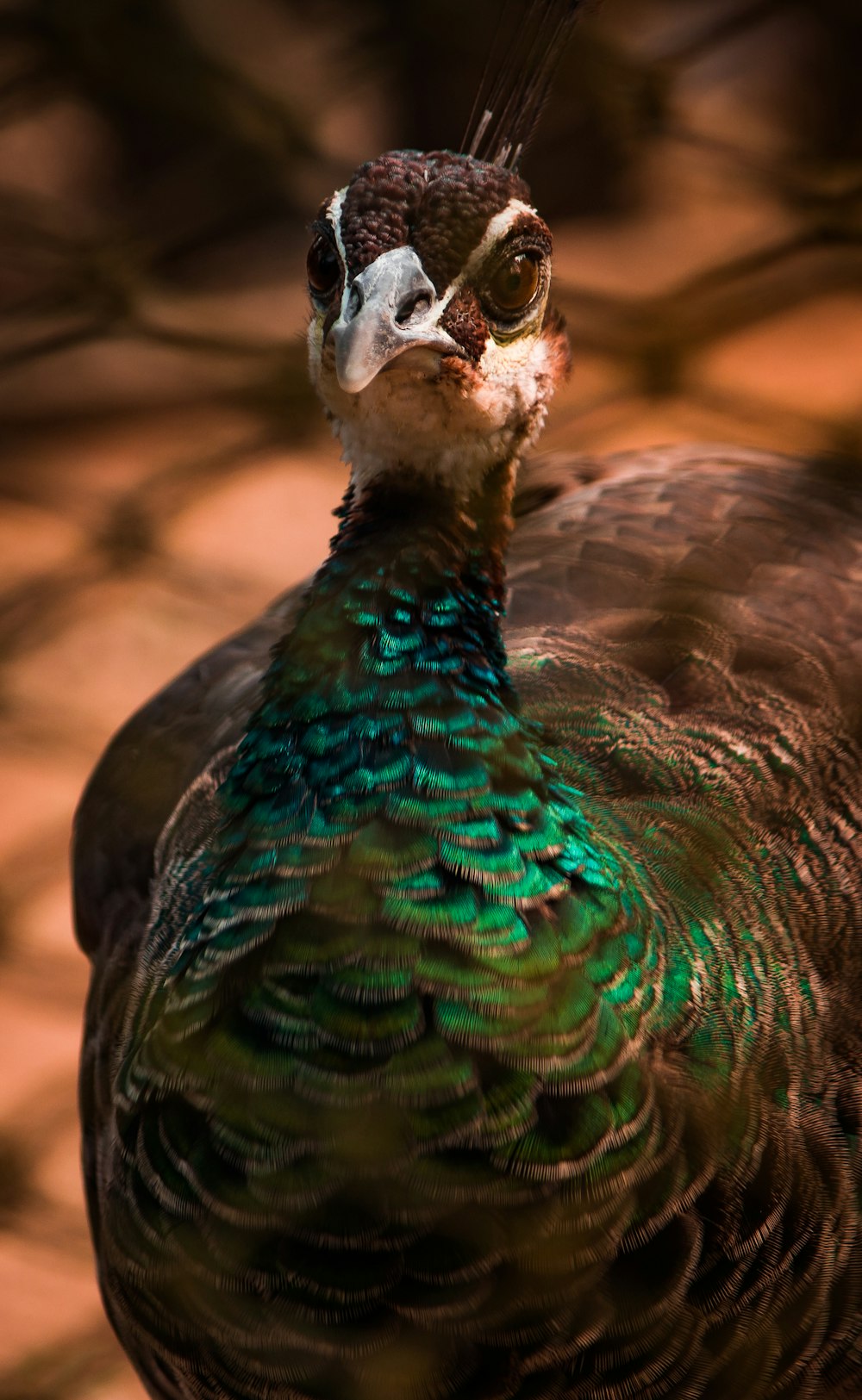 a close up of a bird with a blurry background