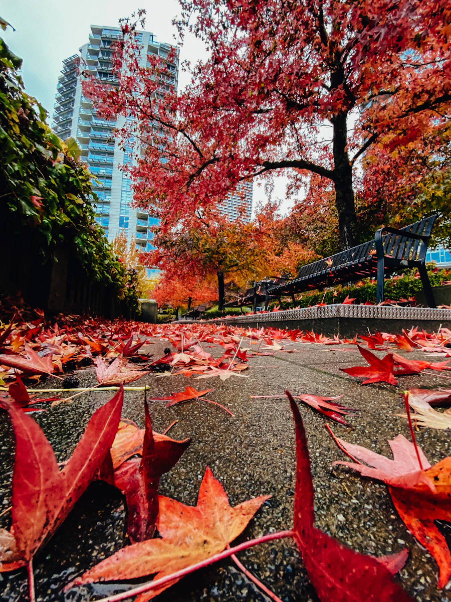 Red maple leaves on a wet Vancouver path with autumn trees and a glass tower behind (illustrative)
