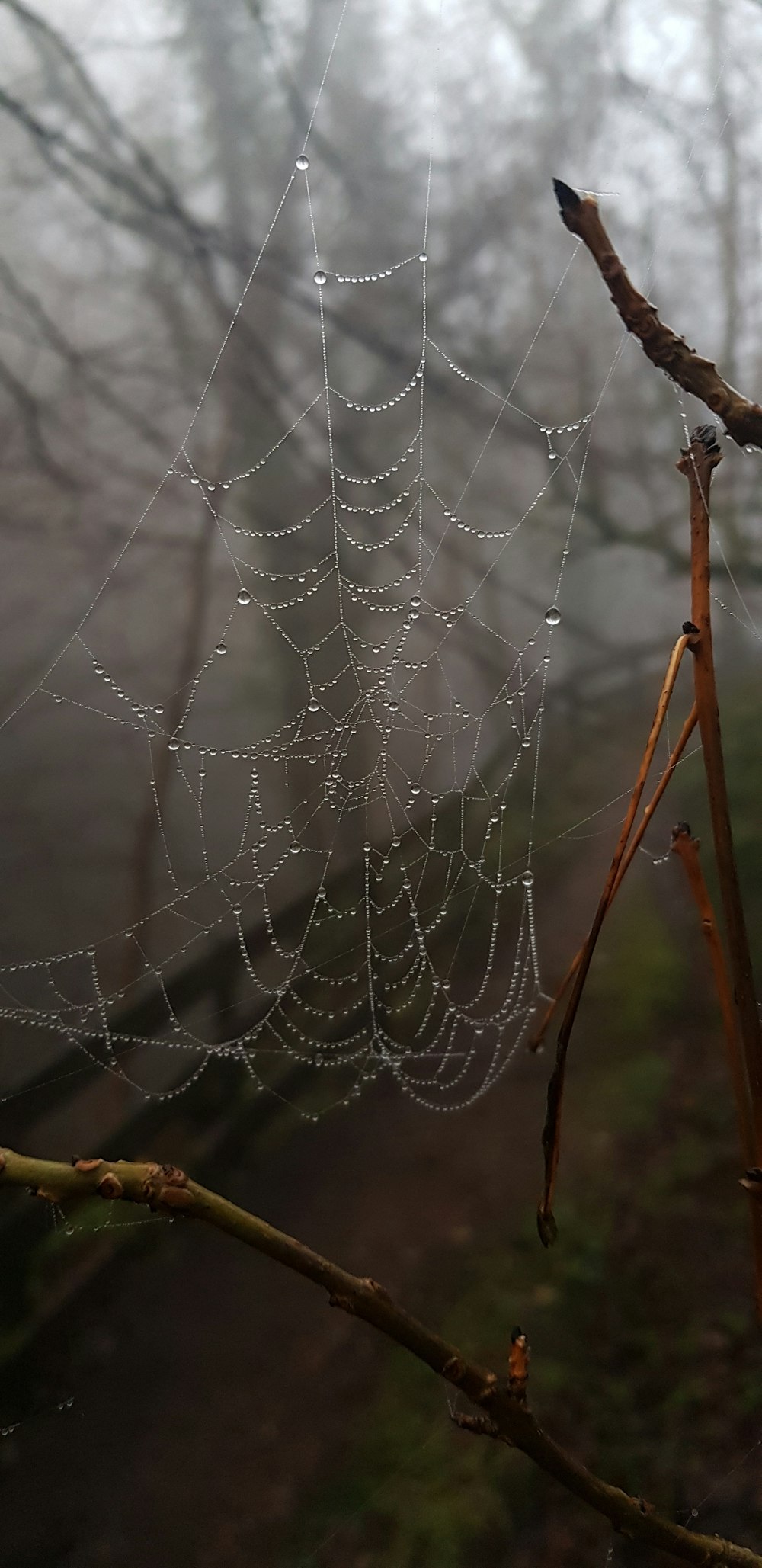 uma teia de aranha no meio de uma floresta