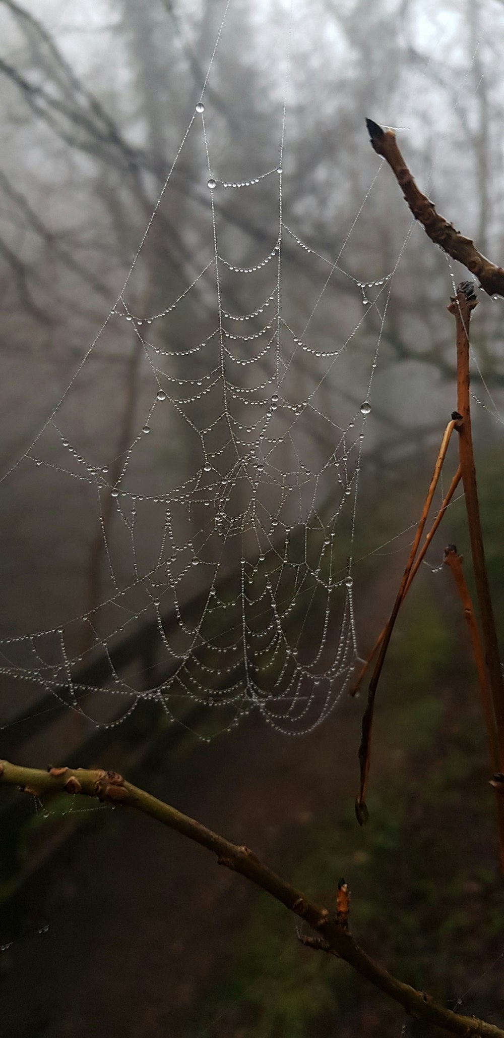 a spider web in the middle of a forest