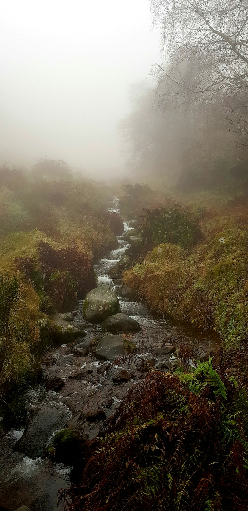 a stream running through a lush green forest