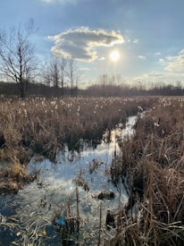 A serene wetland landscape features tall grasses swaying gently in the breeze, with leafless trees in the background. The sun is setting or rising, casting a warm glow over the scene. A picturesque cloud formation appears around the sun, with its reflection shimmering in the water.