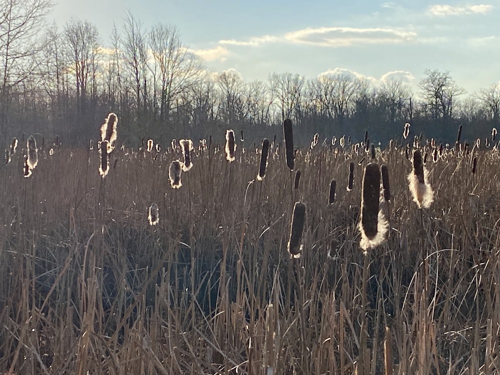 a field of tall grass with trees in the background