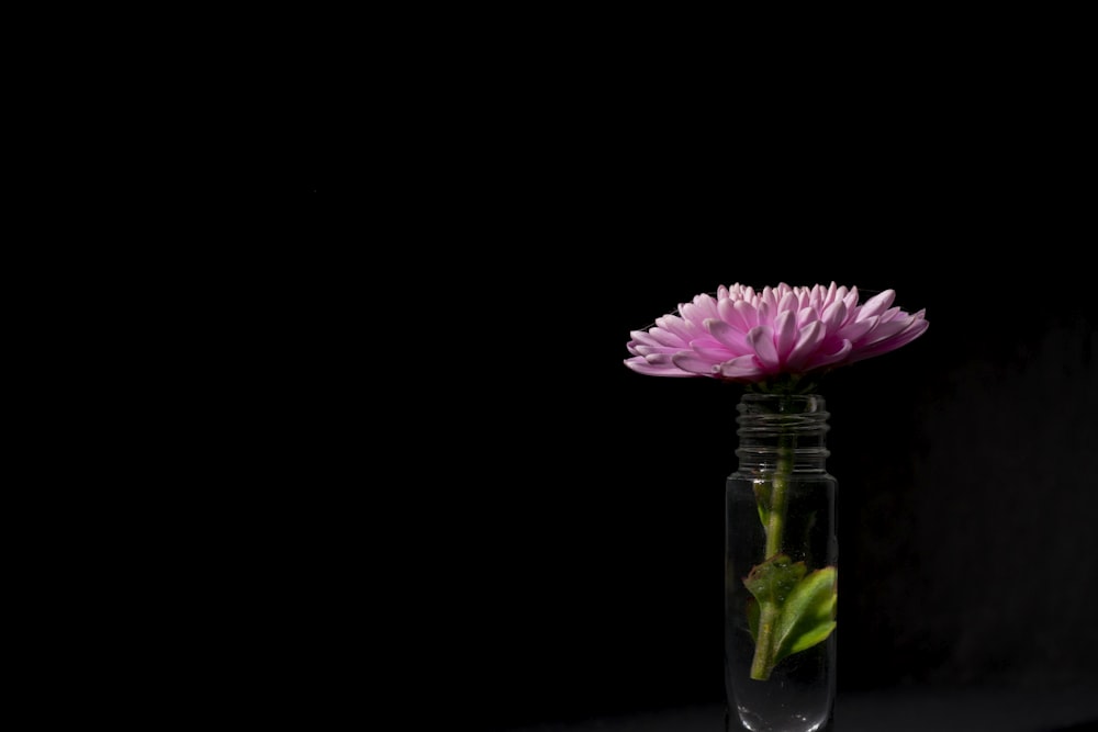 a pink flower in a glass vase on a table