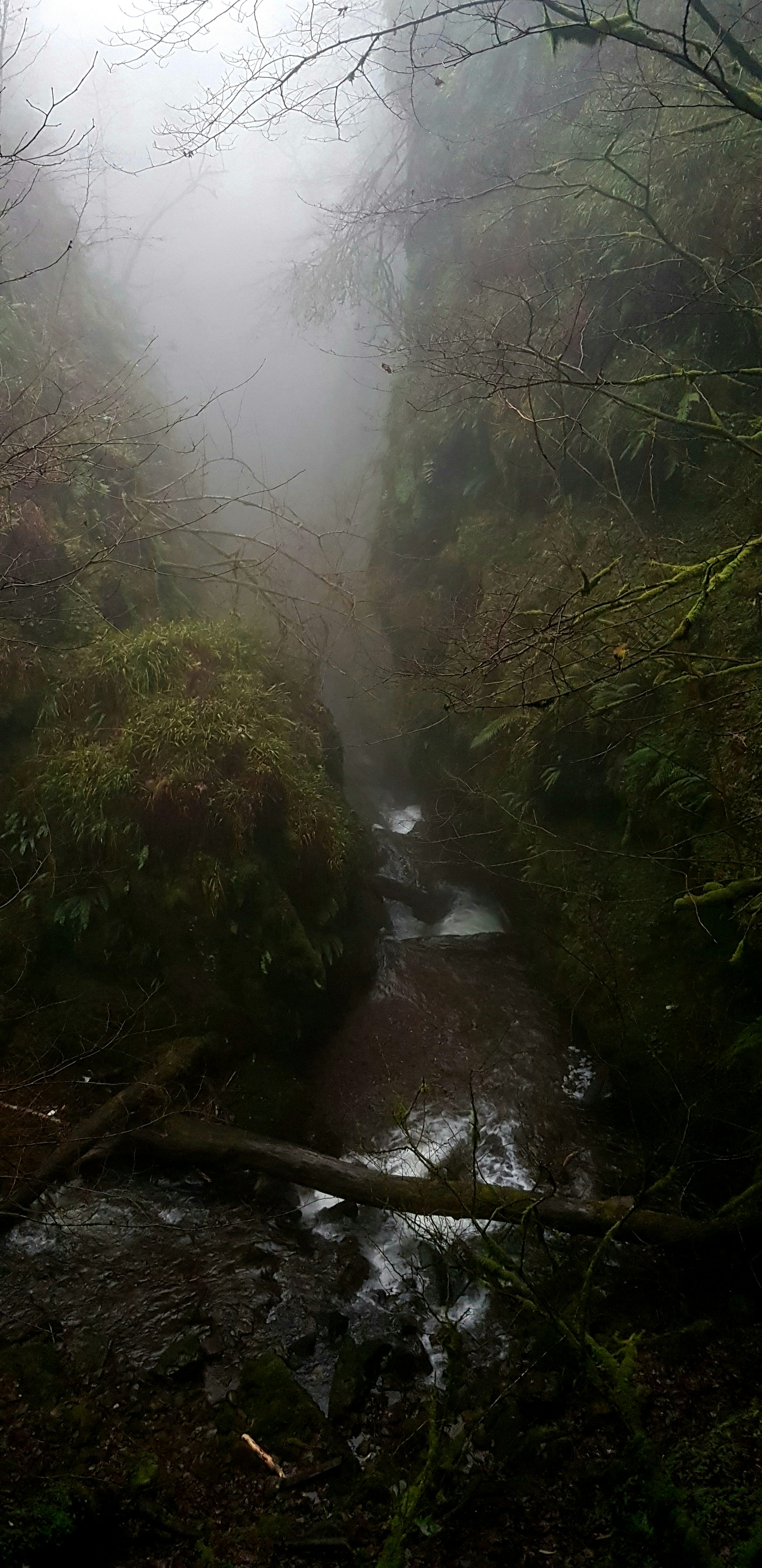 a stream running through a lush green forest