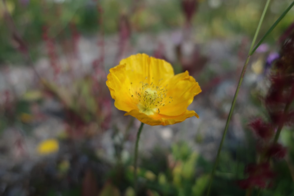 a close up of a yellow flower in a field