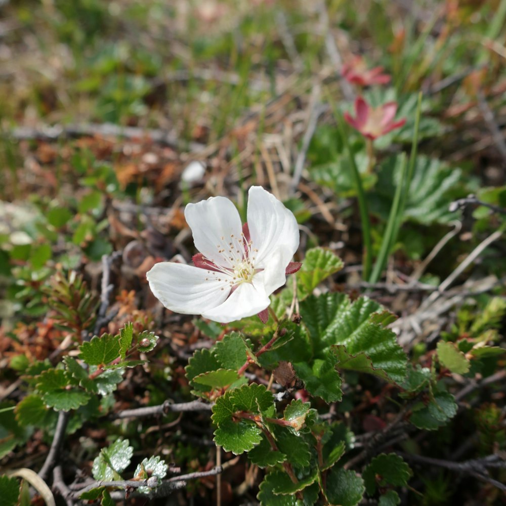 a small white flower sitting on top of a lush green field