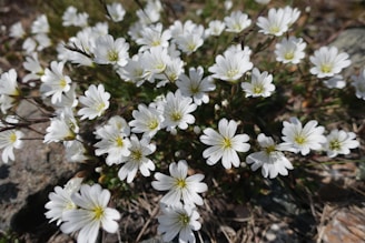 a bunch of white flowers that are on the ground