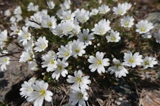 a bunch of white flowers that are on the ground