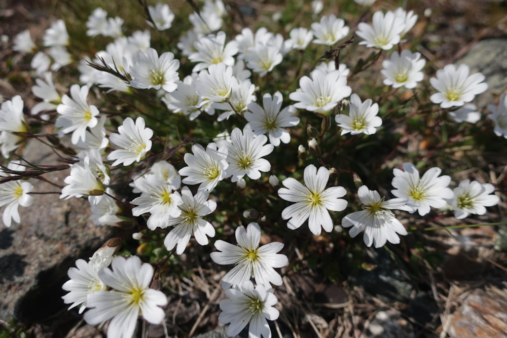 a bunch of white flowers that are on the ground