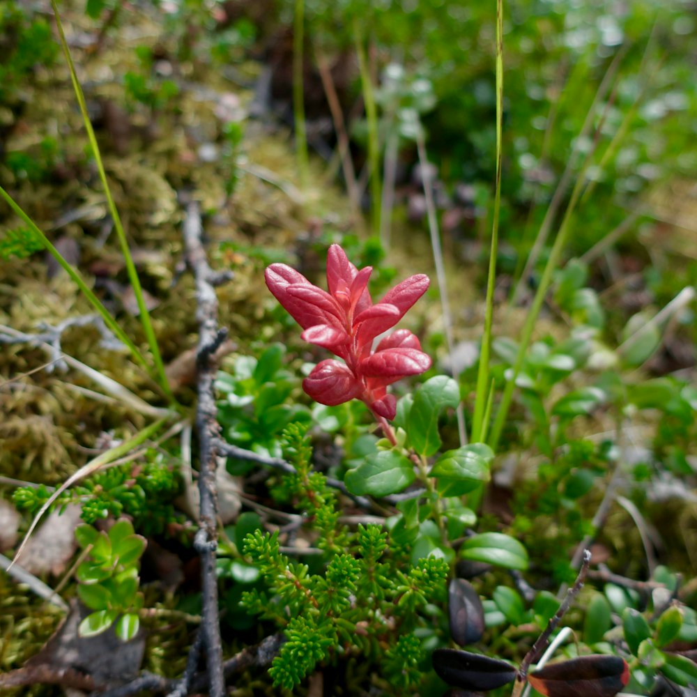 a red flower that is growing out of the ground