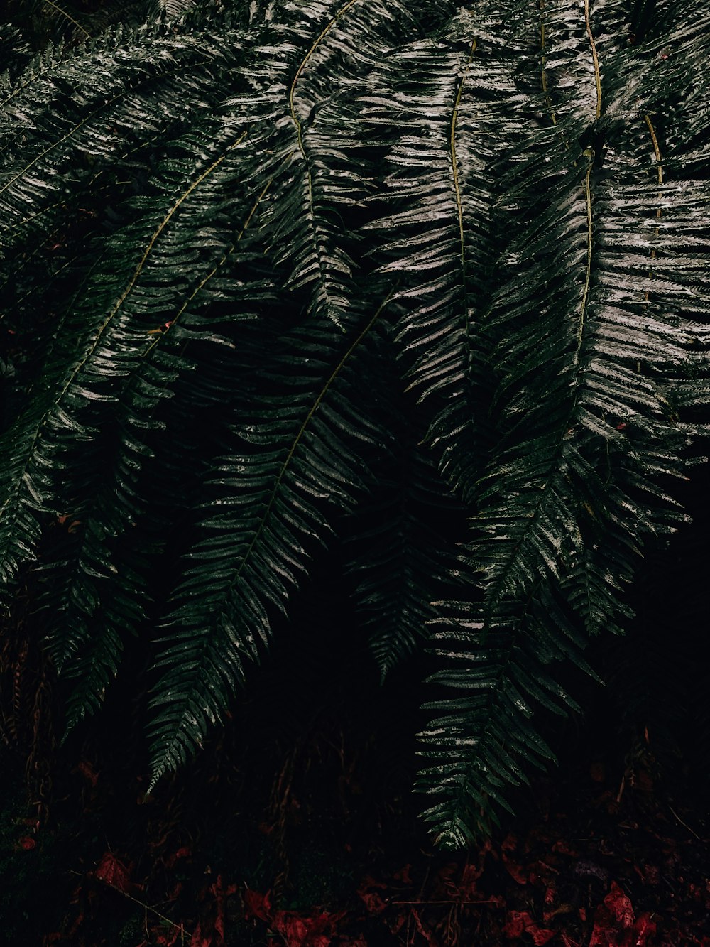 a close up of a plant with very thin leaves