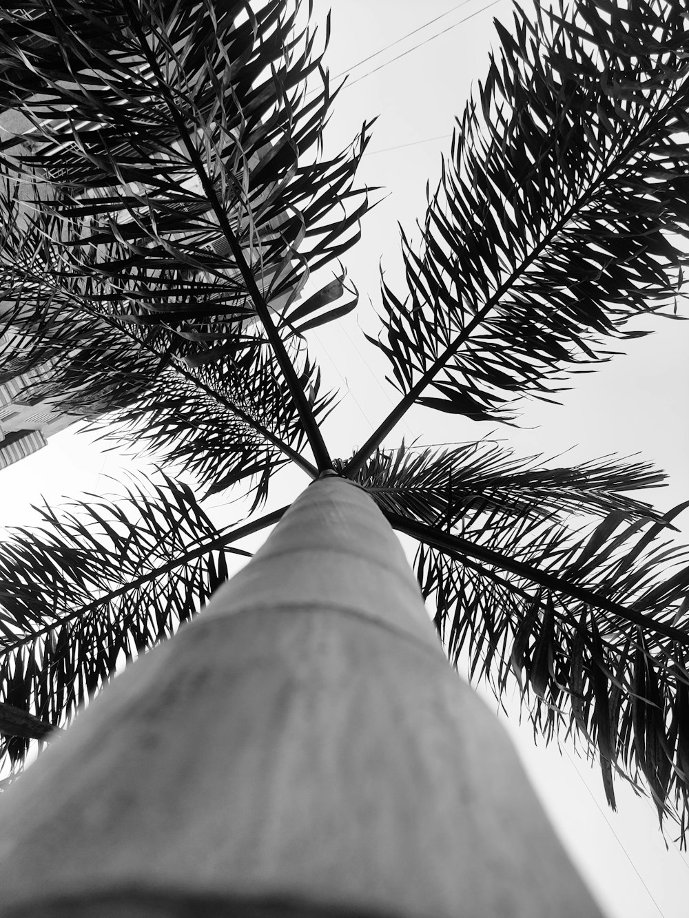 uma foto em preto e branco de uma palmeira