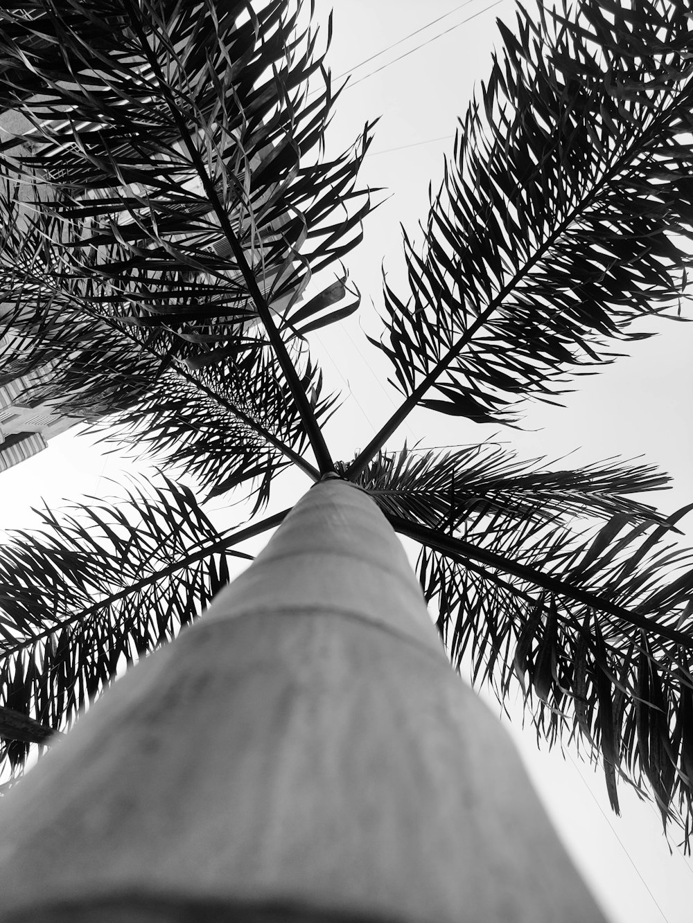 Una foto en blanco y negro de una palmera