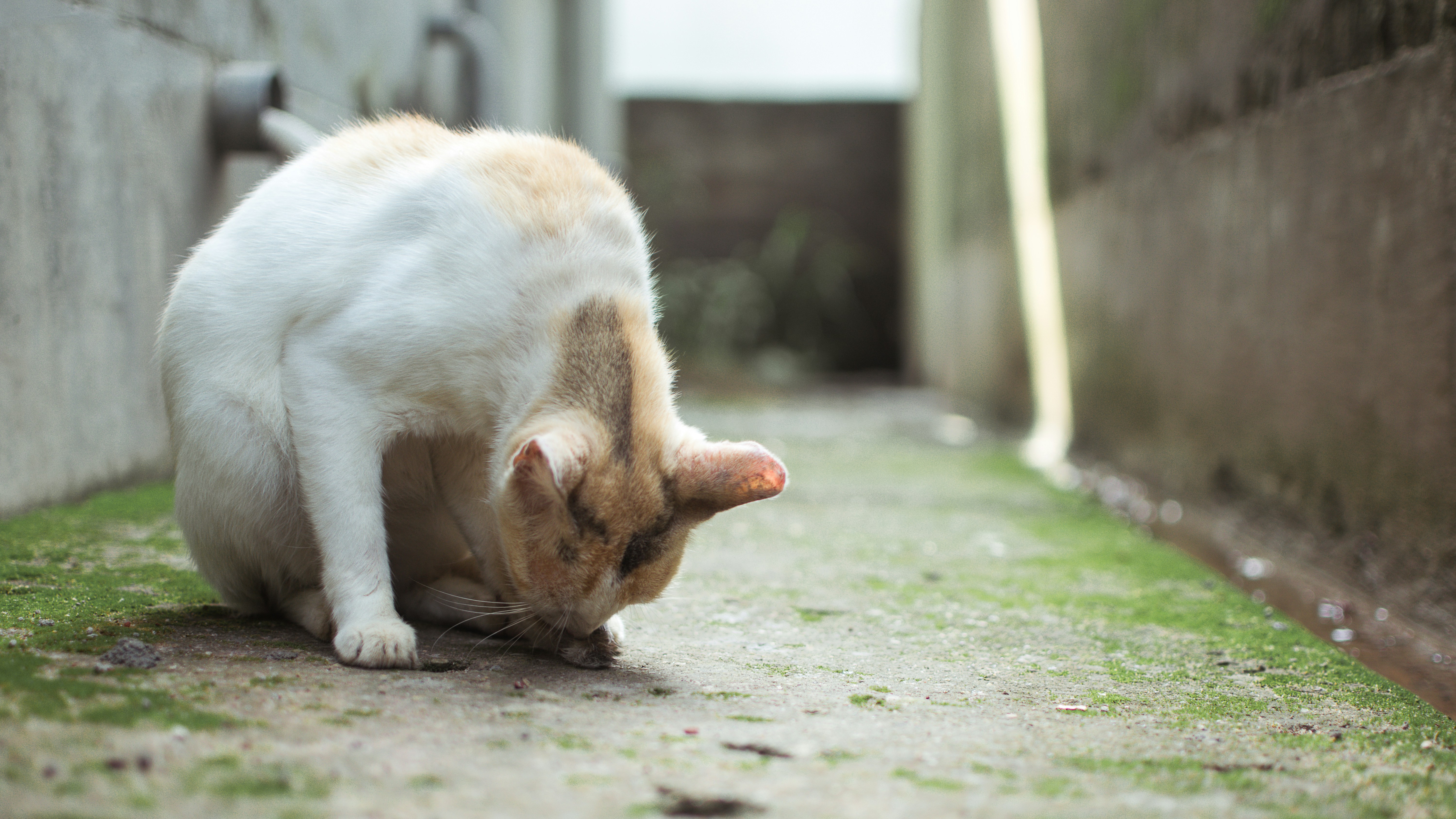 고양이 관절 건강 관리 점프 줄고 숨기 시작하면 체크해야 할 것