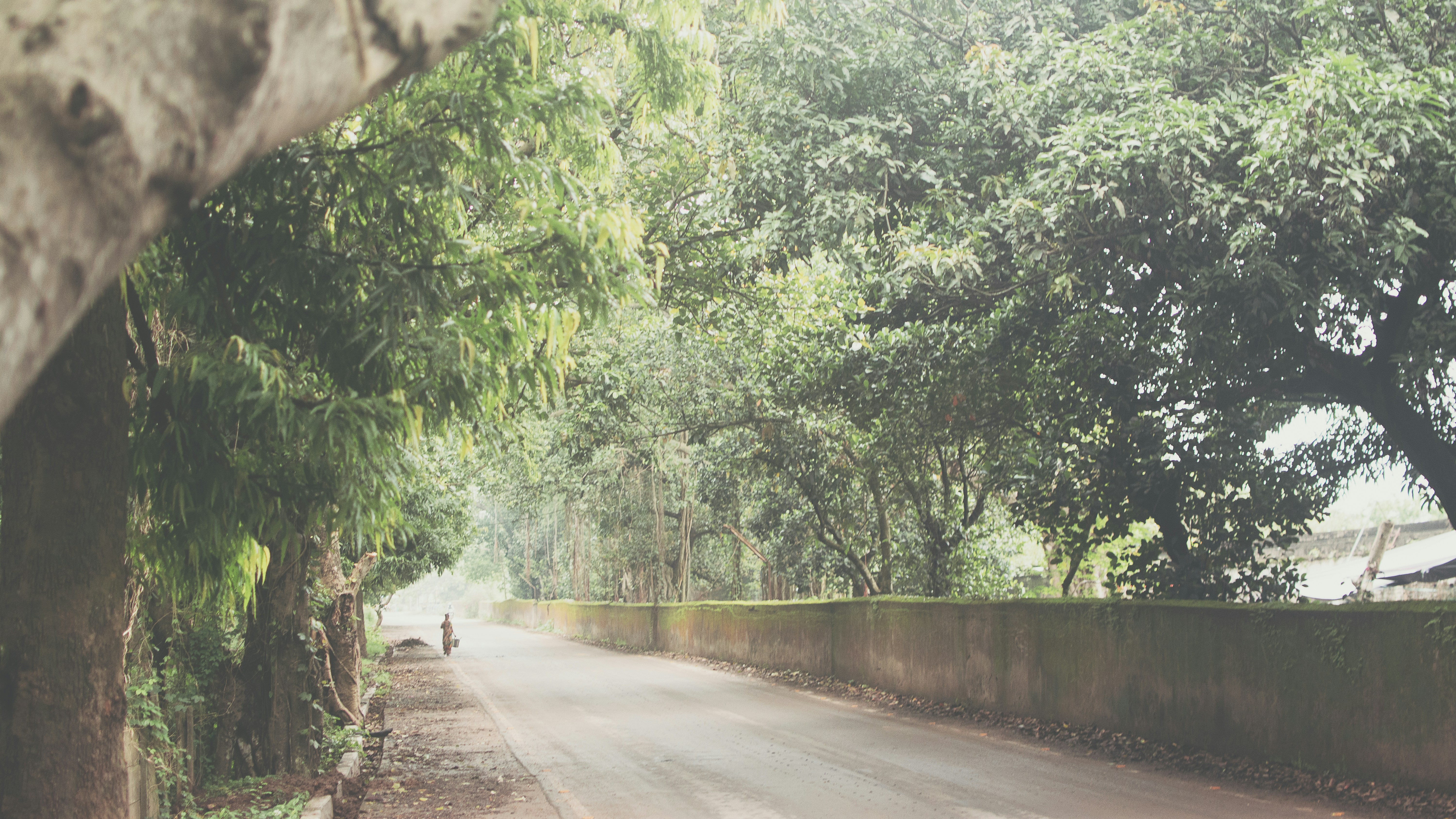 a person riding a motorcycle down a tree lined road