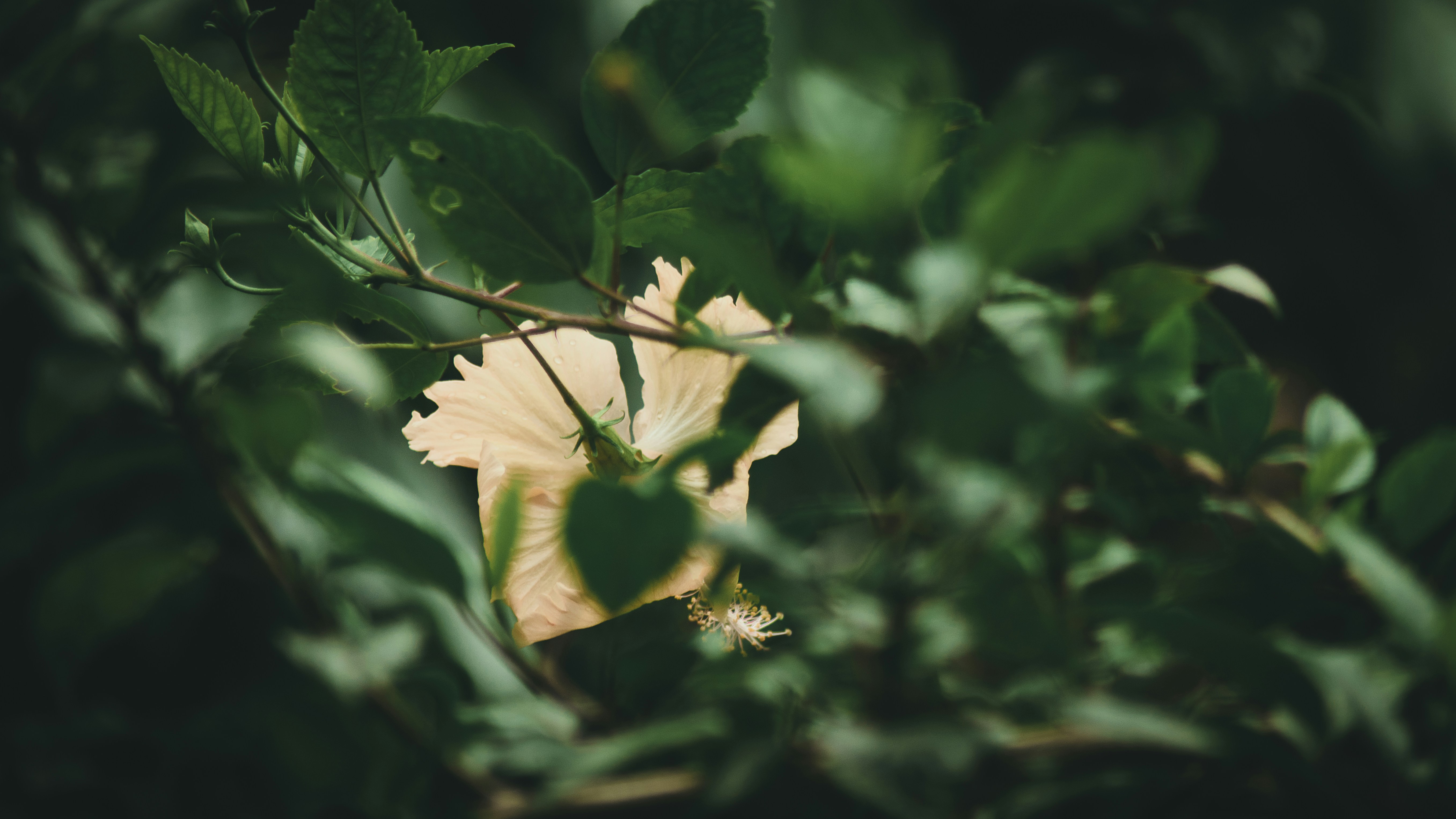 Photo by in_a_dustyblackcoat