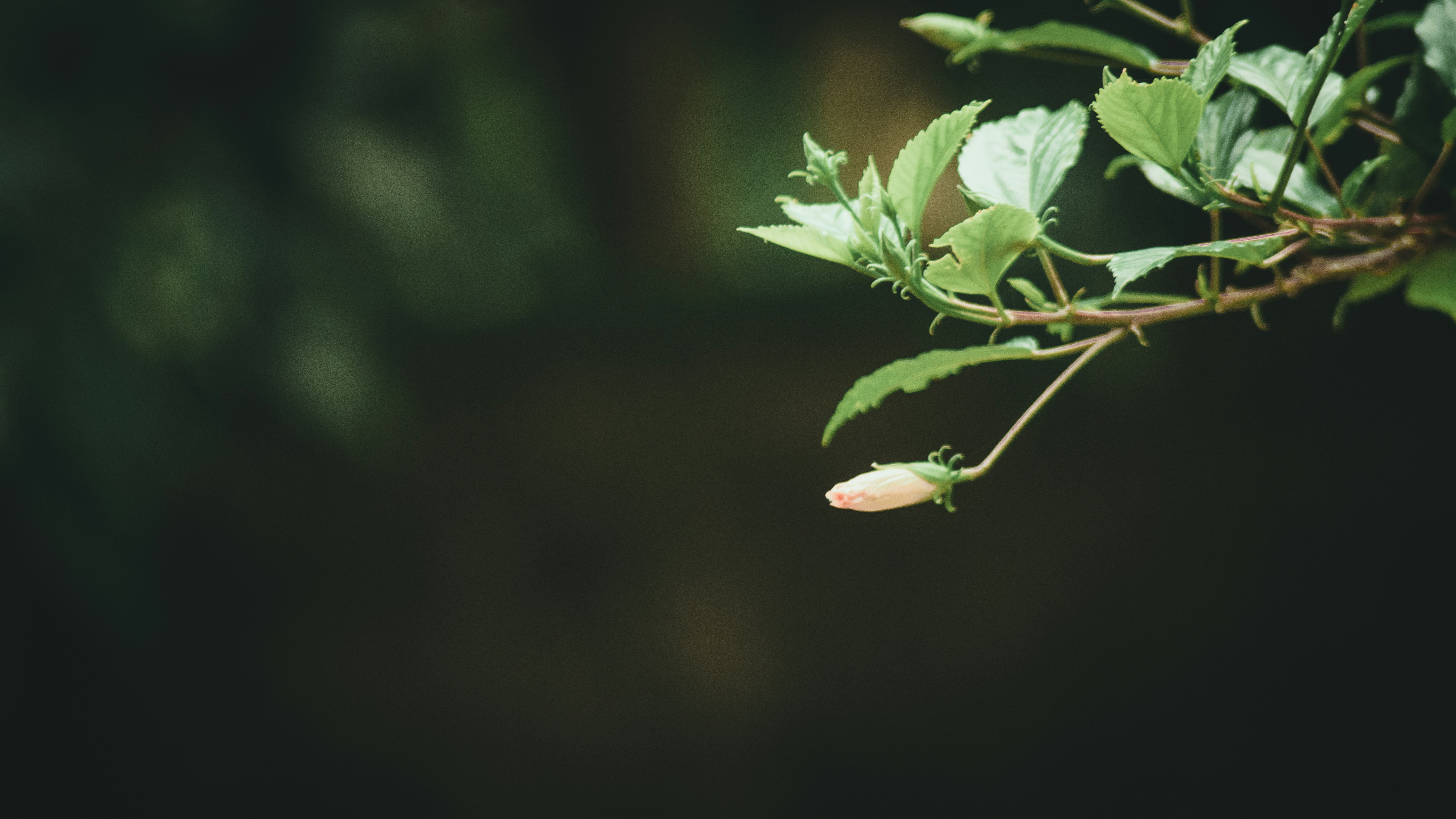 Photo by in_a_dustyblackcoat