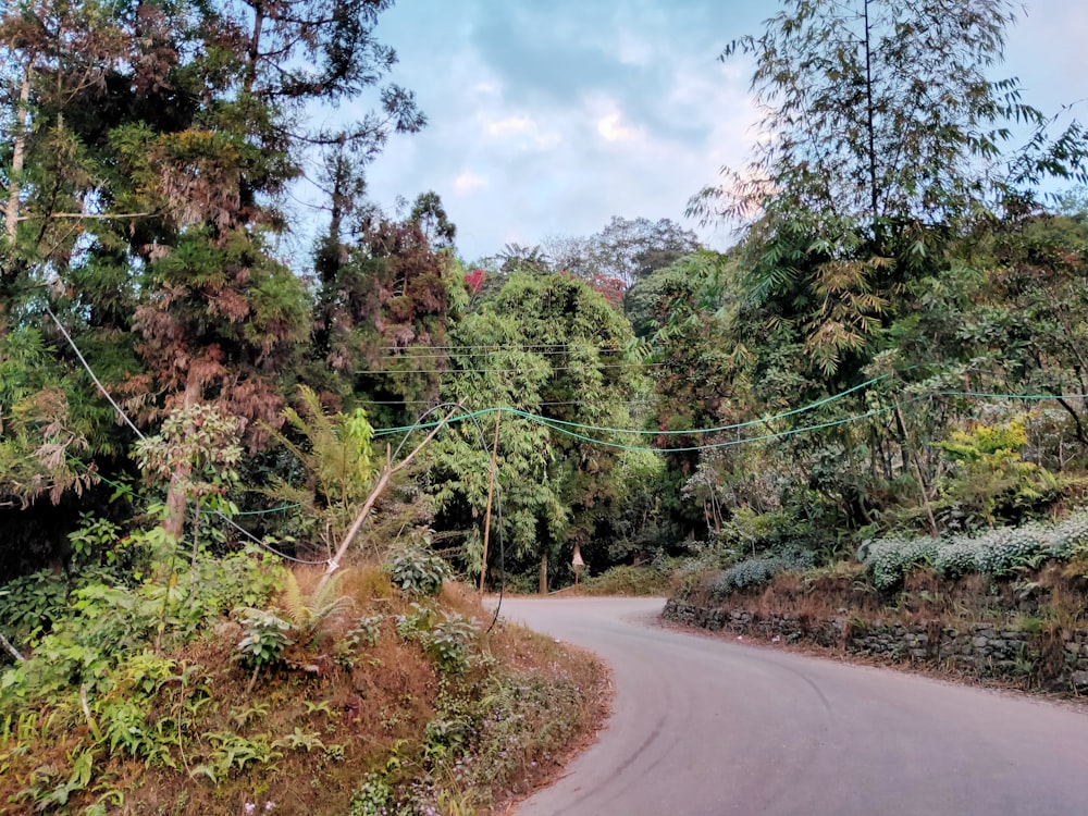 a winding road in the middle of a forest