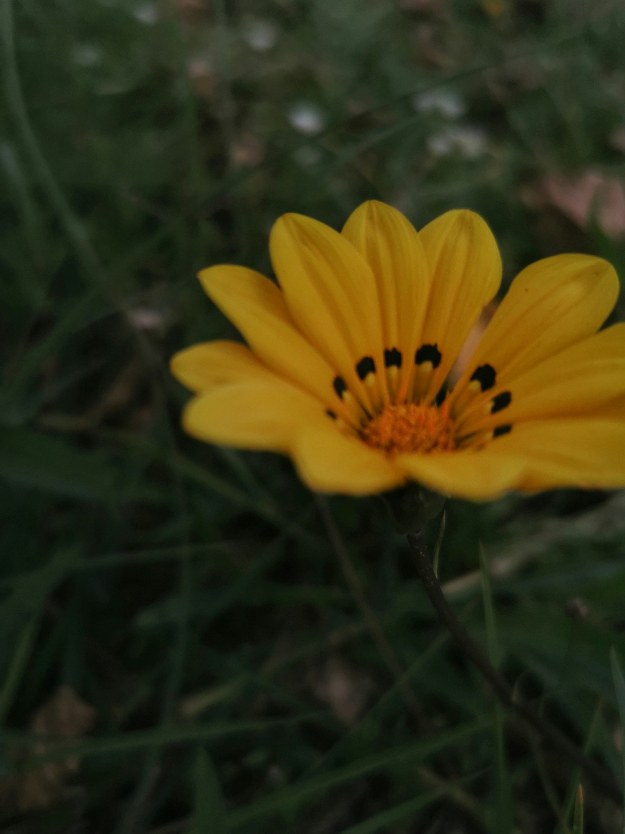 Photo by carmen_tehillah