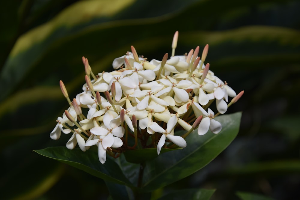 a close up of a white flower with green leaves in the background