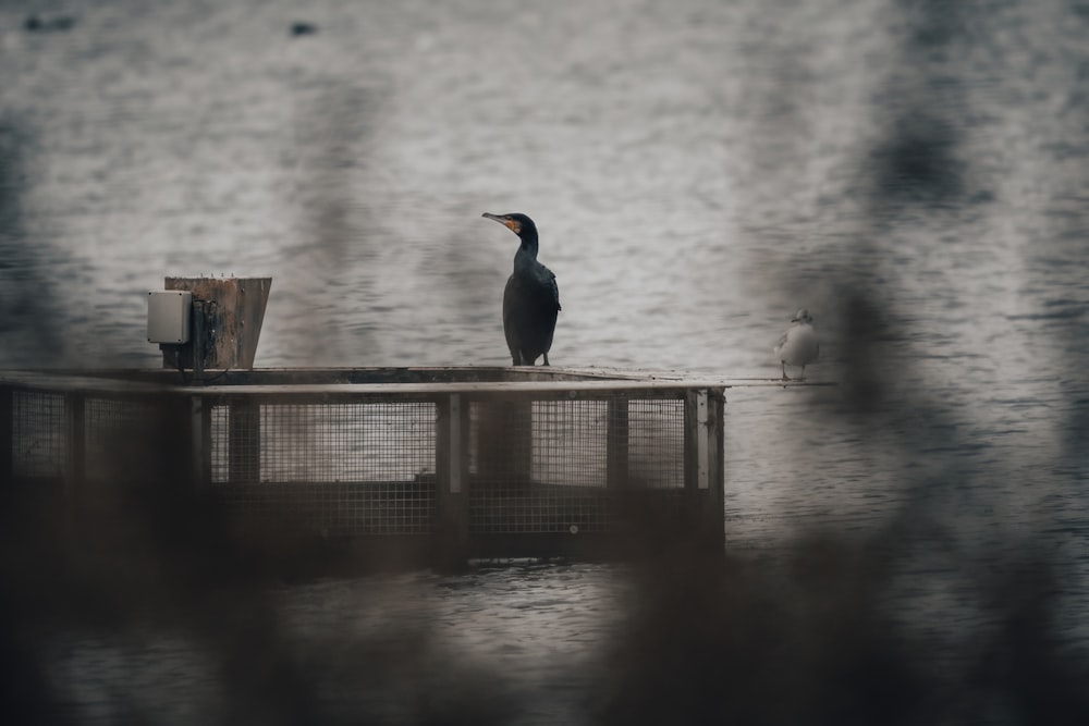 a bird is sitting on a dock in the water