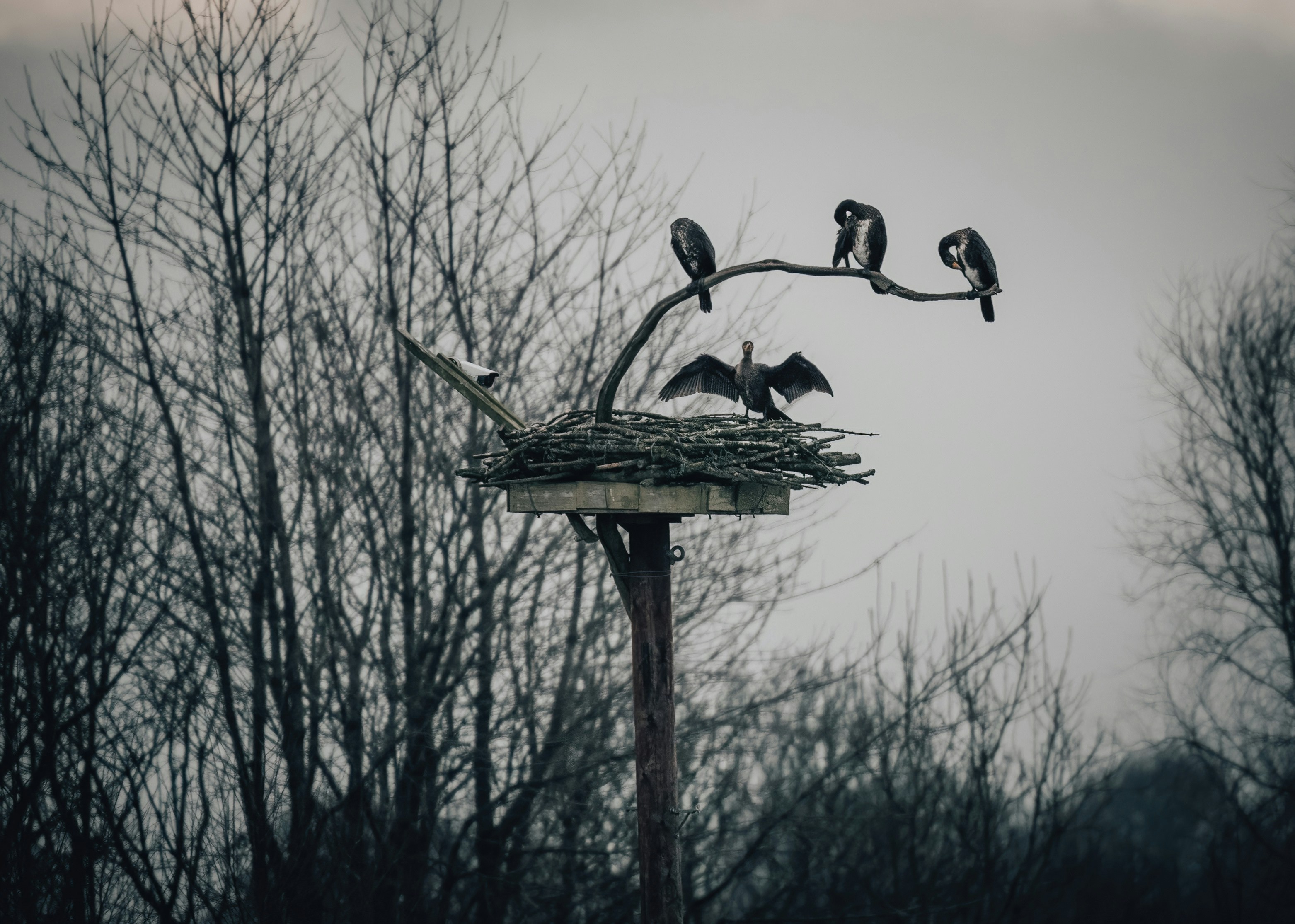 You may not quite be free as a bird, but this amazing collection of bird images is just that: totally free to use! Parrots, owls, hummingbirds: Unsplash has images of them all, each prettier than the last.