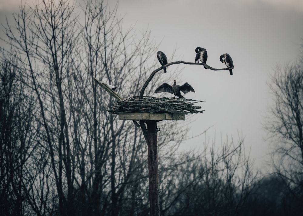 Eine Gruppe von Vögeln sitzt auf einem Nest