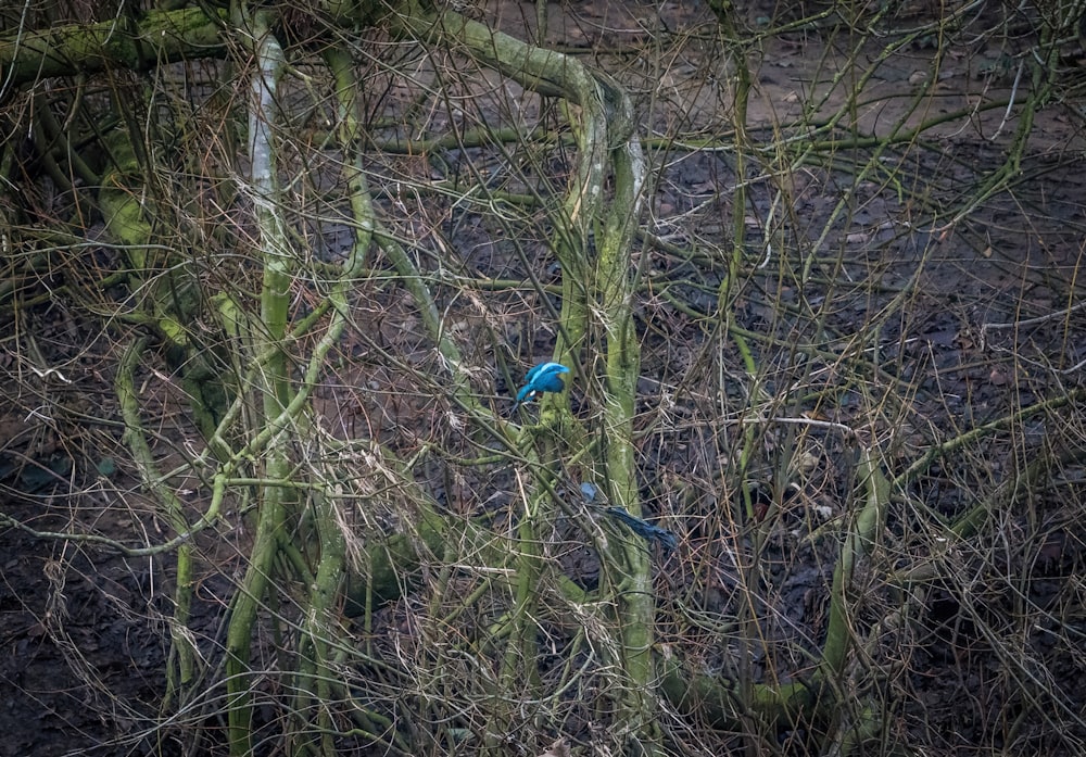 a blue bird sitting on top of a tree branch