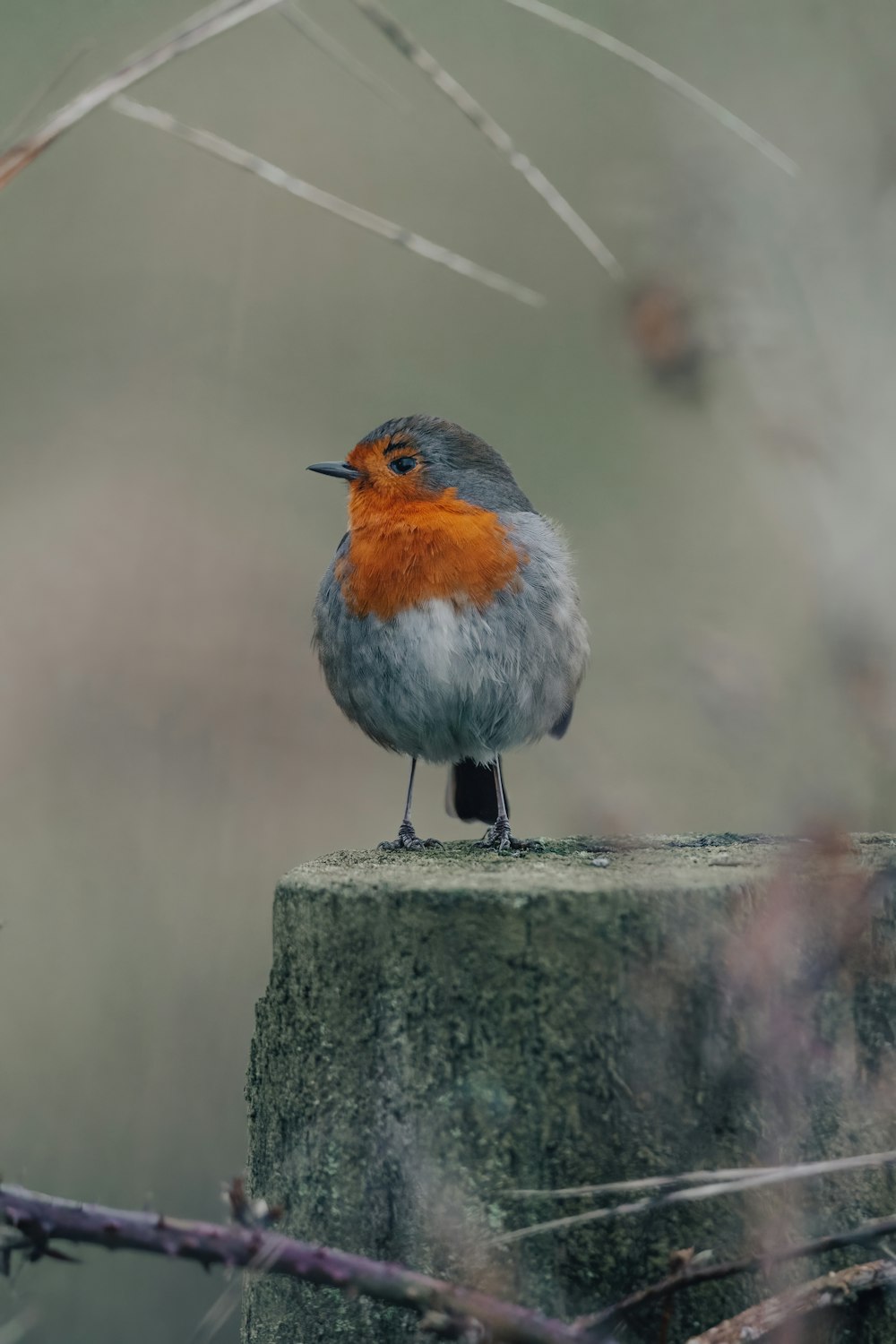 Ein kleiner Vogel sitzt auf einem Holzpfosten