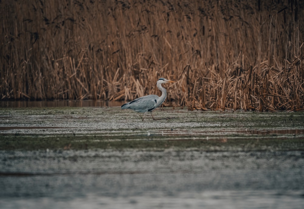 a bird is standing in the water by some reeds