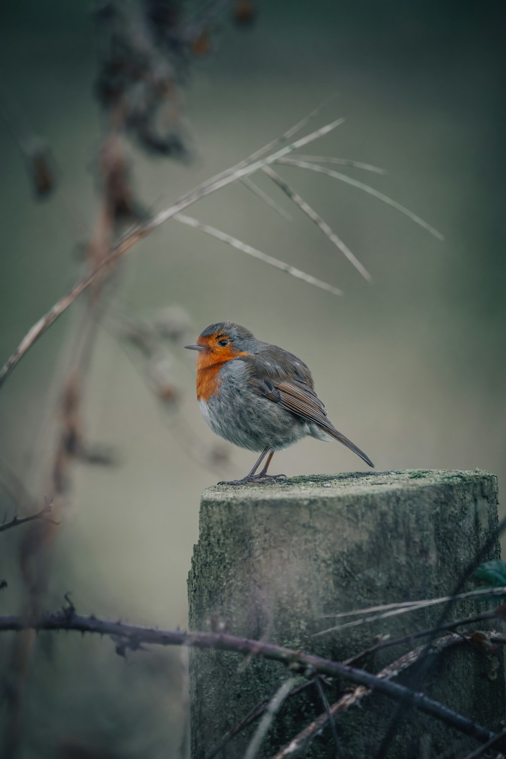 Ein kleiner Vogel sitzt auf einem Holzpfosten